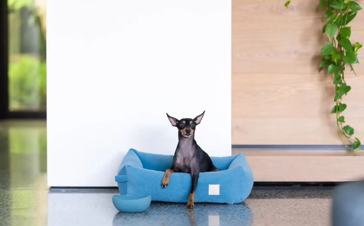 FuzzYard Life Bed - Corduroy Bed - French Blue
